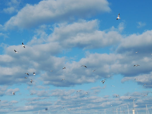 Per la giornata del farmaco c�&egrave; anche� Molfetta